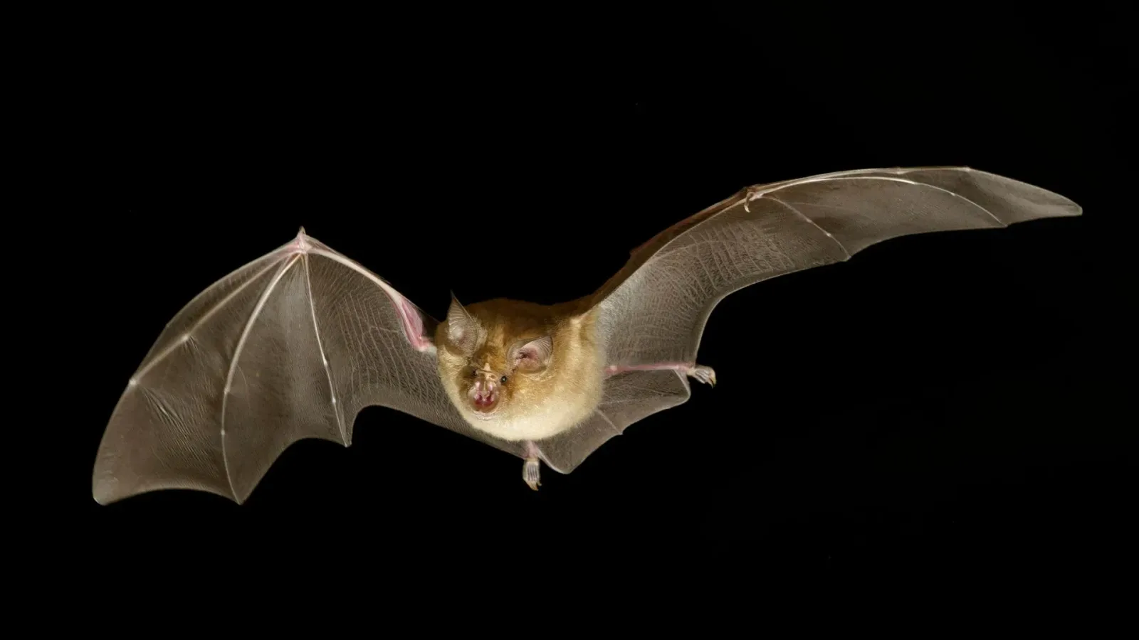 Horseshoe bats control ultrasonic frequencies to block out clutter