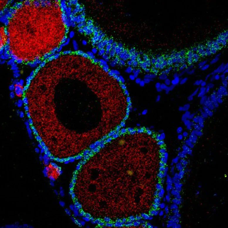 Neue Entdeckung stellt jahrzehntelange Theorie über DNA-Schäden und Alterung in Frage