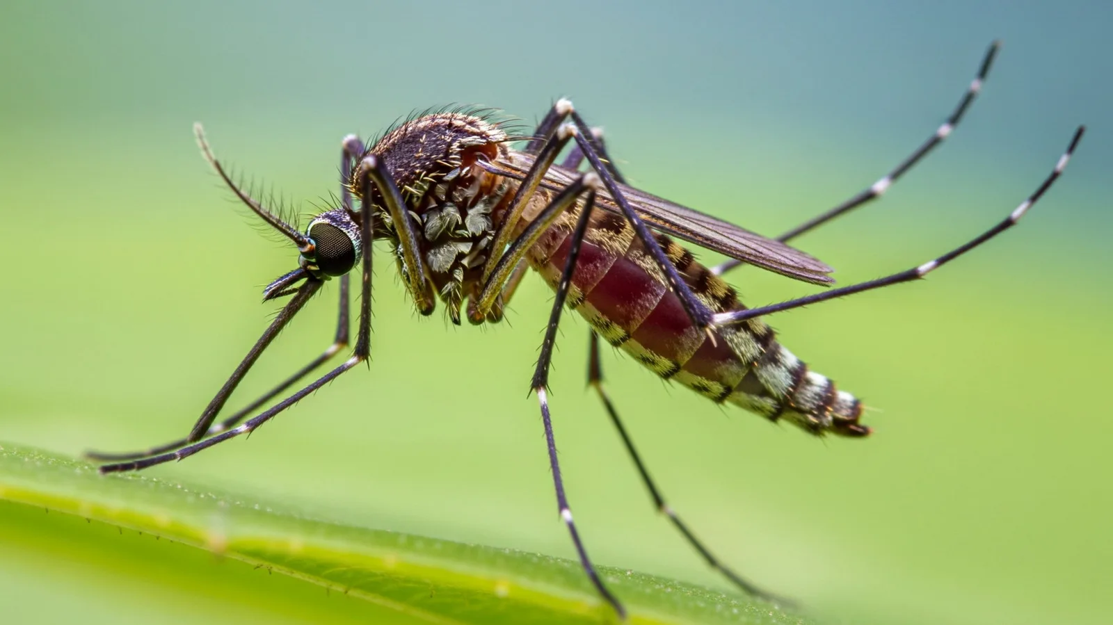 Hate Mosquitos? Here Are Gadgets & Gear Designed To Keep Them Away All Summer