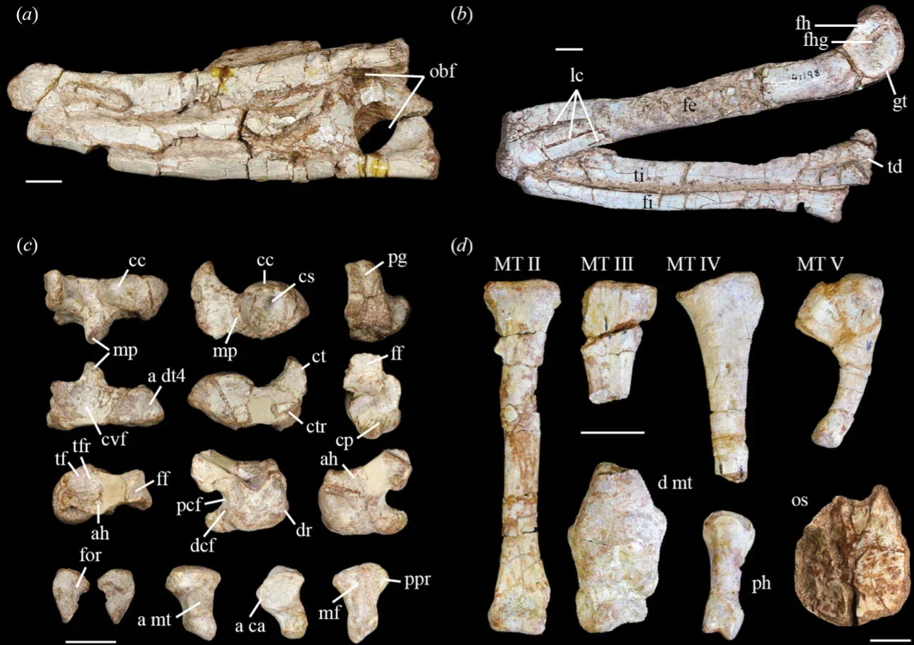 Neuer Krokodil-Varianten-Fund nach 210 Millionen Jahren