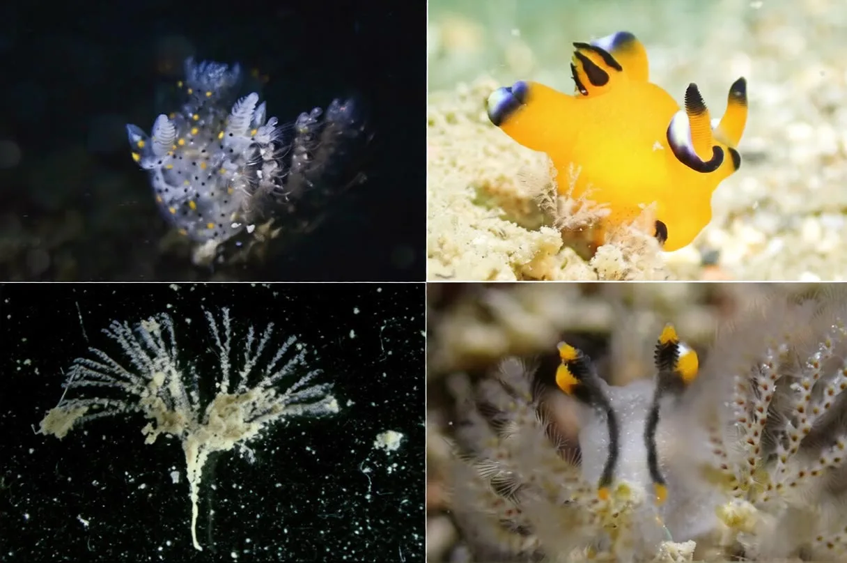 Forscher entdecken in Taiwan winziges Seeschnecken-Art, kleiner als ein Sesamkorn