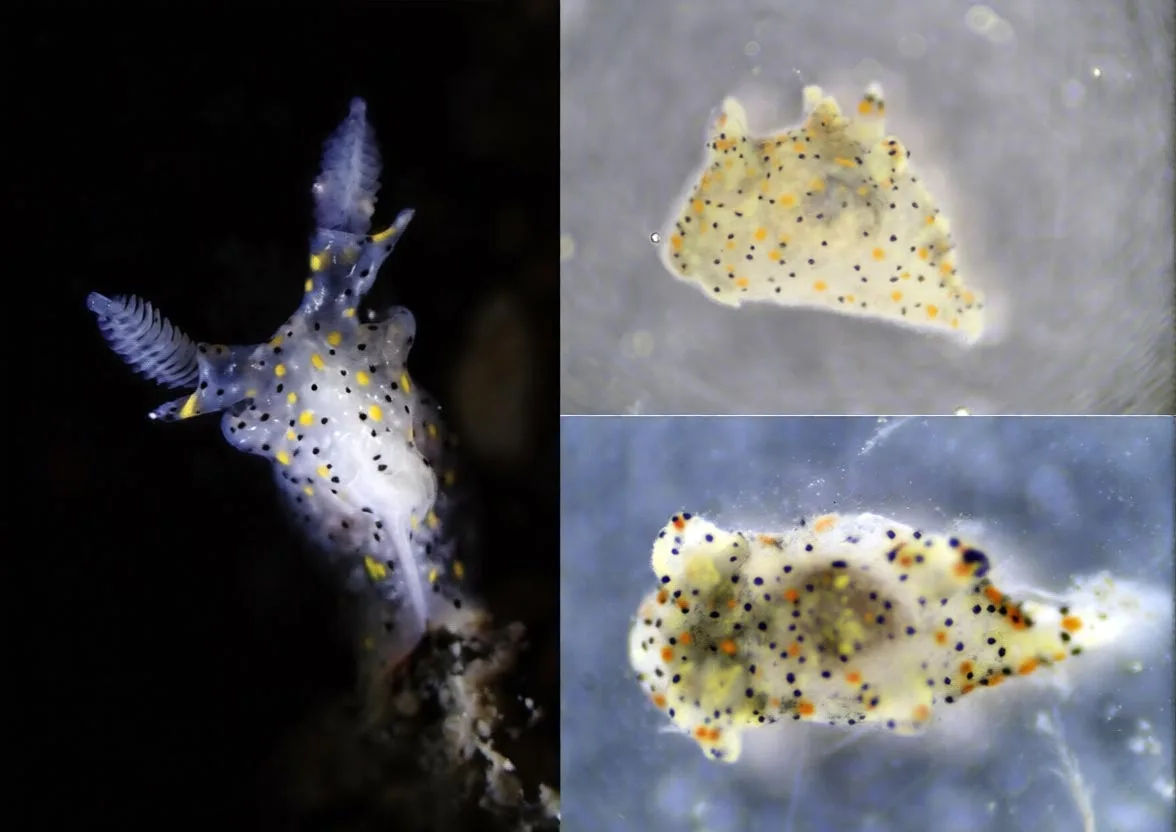 Forscher entdecken in Taiwan winziges Seeschnecken-Art, kleiner als ein Sesamkorn