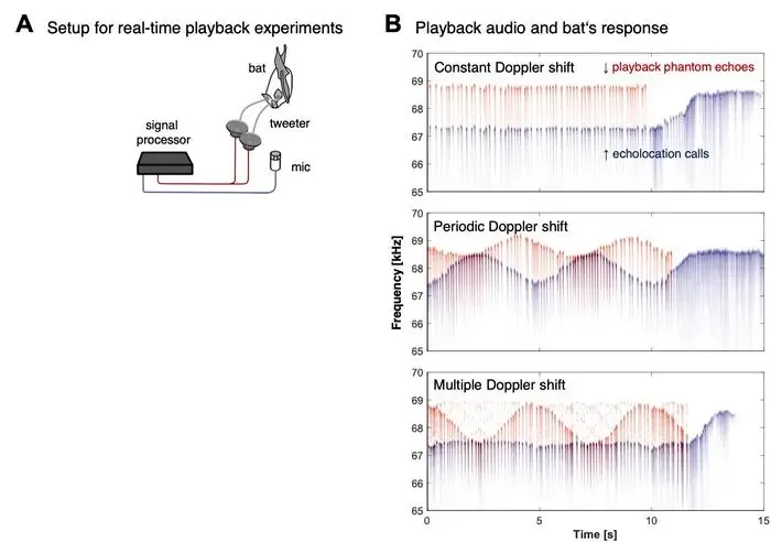 Horseshoe bats control ultrasonic frequencies to block out clutter
