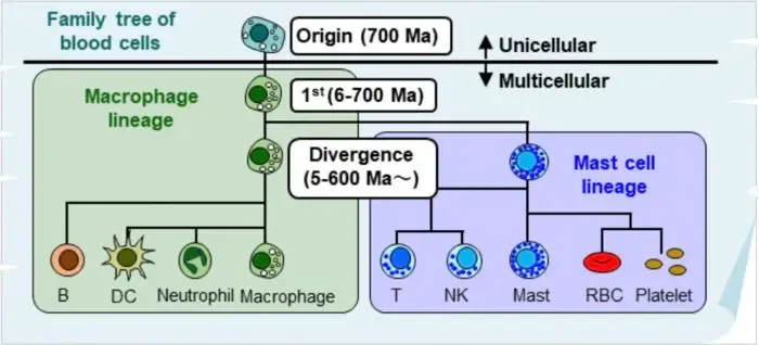 Study reveals the evolution of the most ancient human blood cell
