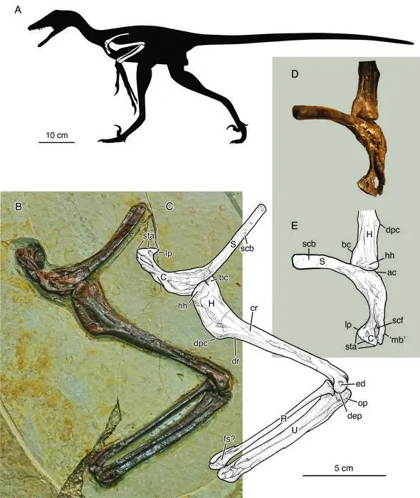 Chinesische Forscher entdecken neue Art des vierflügeligen Raubdinosauriers
