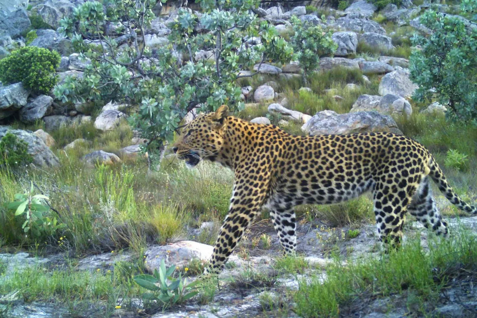 Wissenschaftler lösen endgültig das Rätsel um Südafrikas winzige Leoparden