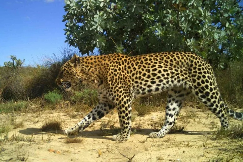 Scientists Finally Solve the Mystery of South Africa’s Tiny Leopards