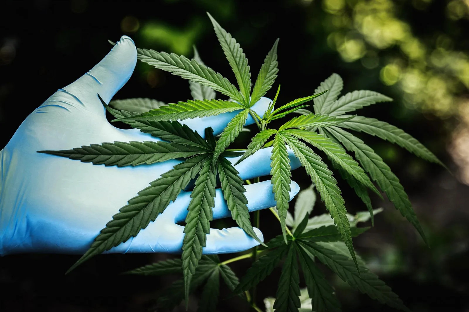 Forscher warnen: Marihuana-Konsum könnte Lungenkrebsrisiko erhöhen