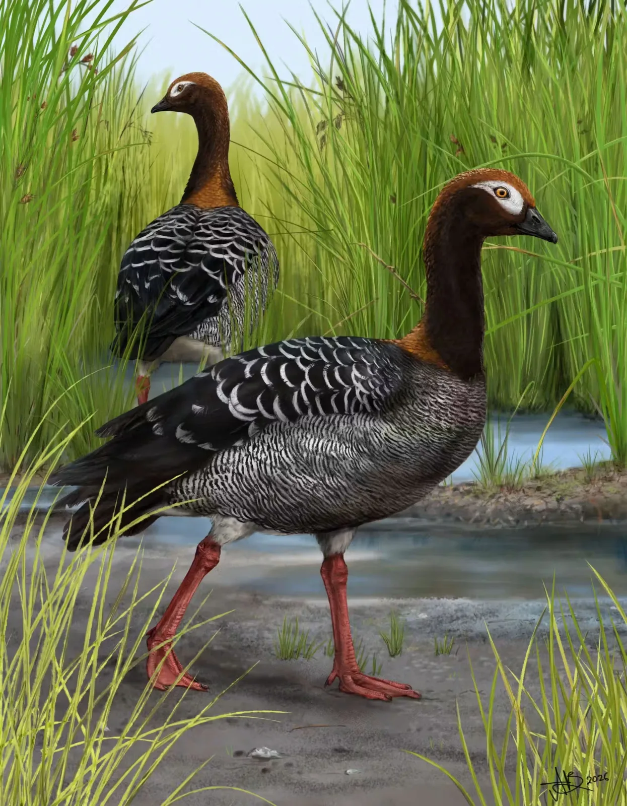 Antikes Gänsefossil wirft alte Theorien über Neuseelands Vögel ins Wanken