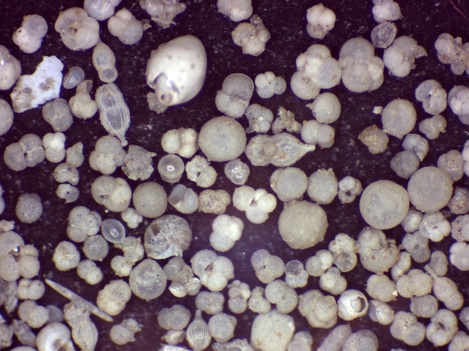Wissenschaftler lösen das Rätsel der Zwölf Apostel