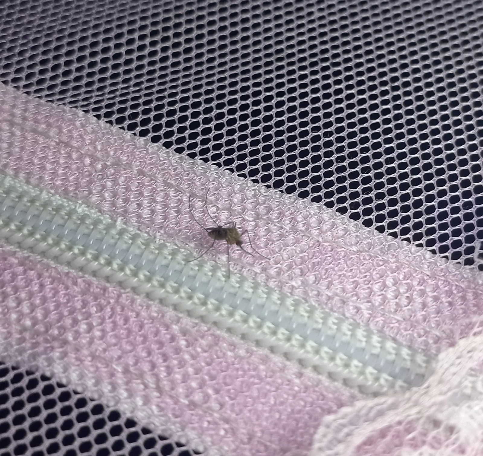 Laser system tracks, kills mosquitoes using custom vision model