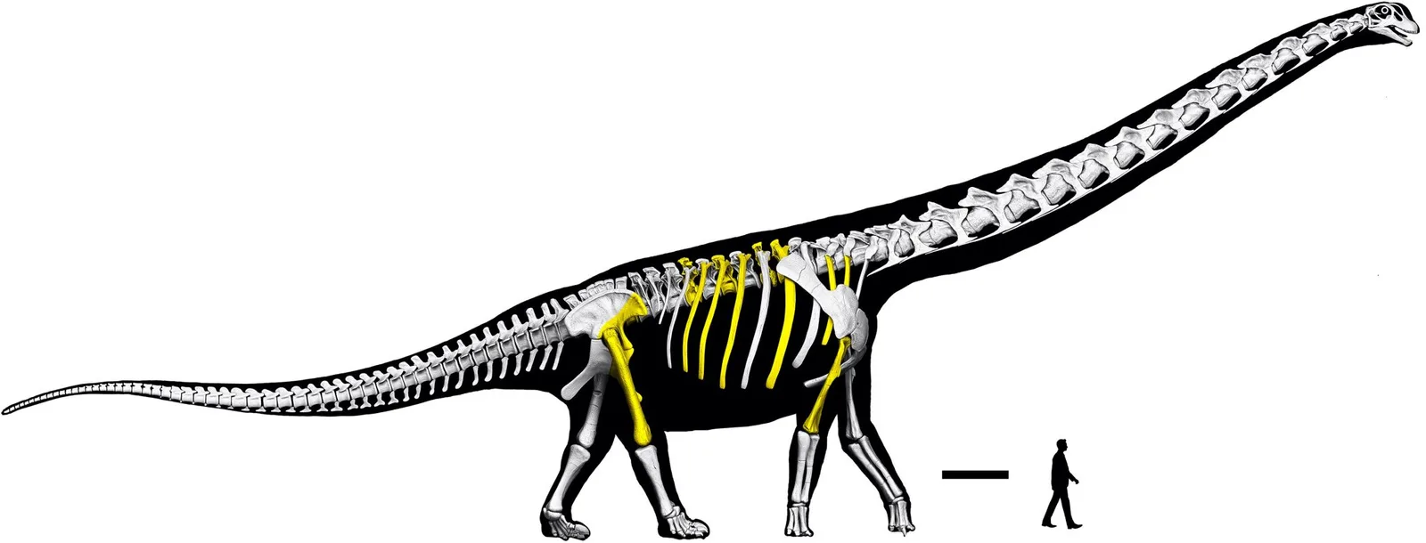 Neuentdeckter Riesen-Dinosaurier „Last Titan" in Thailand: Größer als neun Elefanten