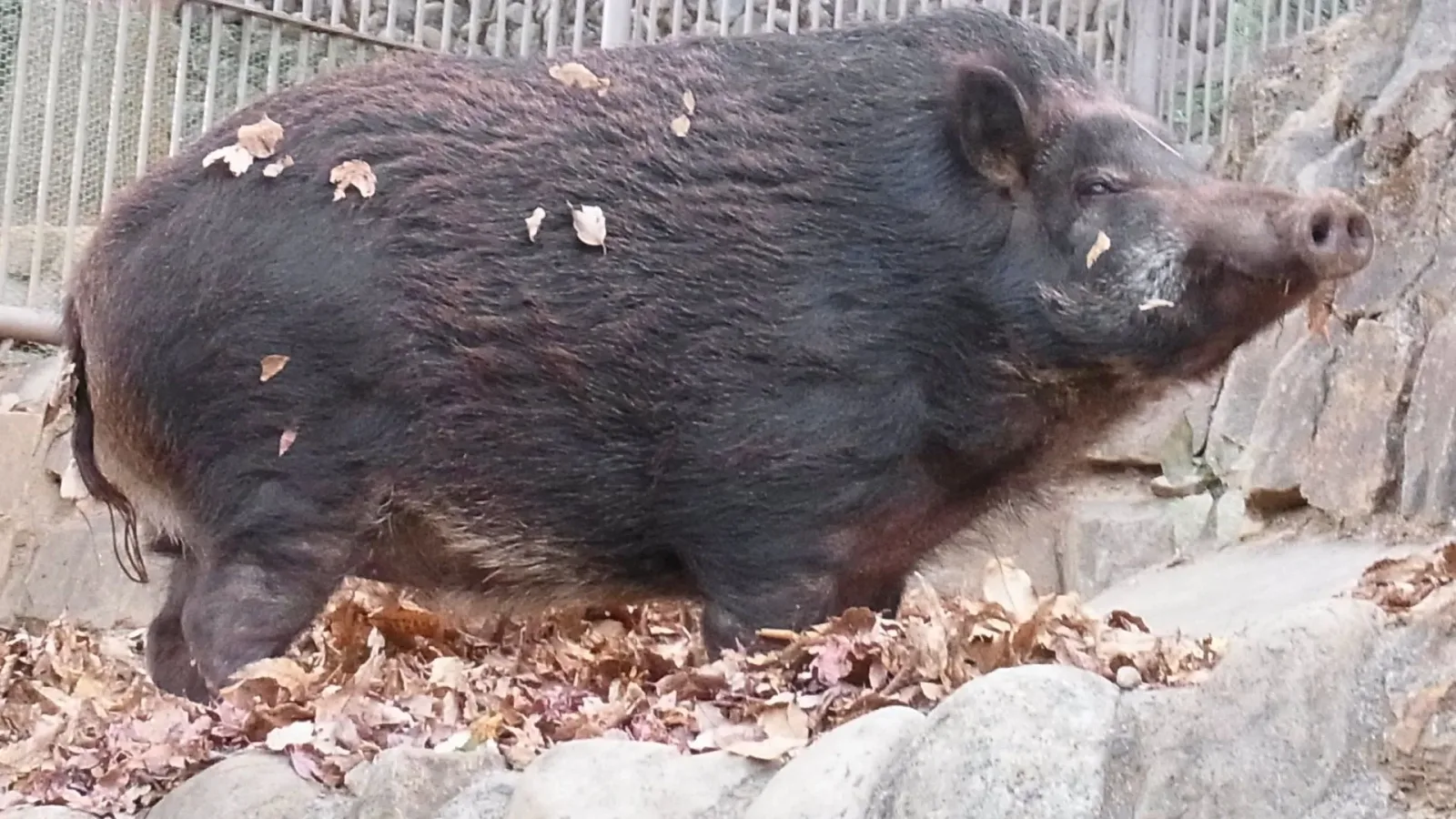 Fukushima nuclear disaster led to mutant 'super pigs' problem: Study