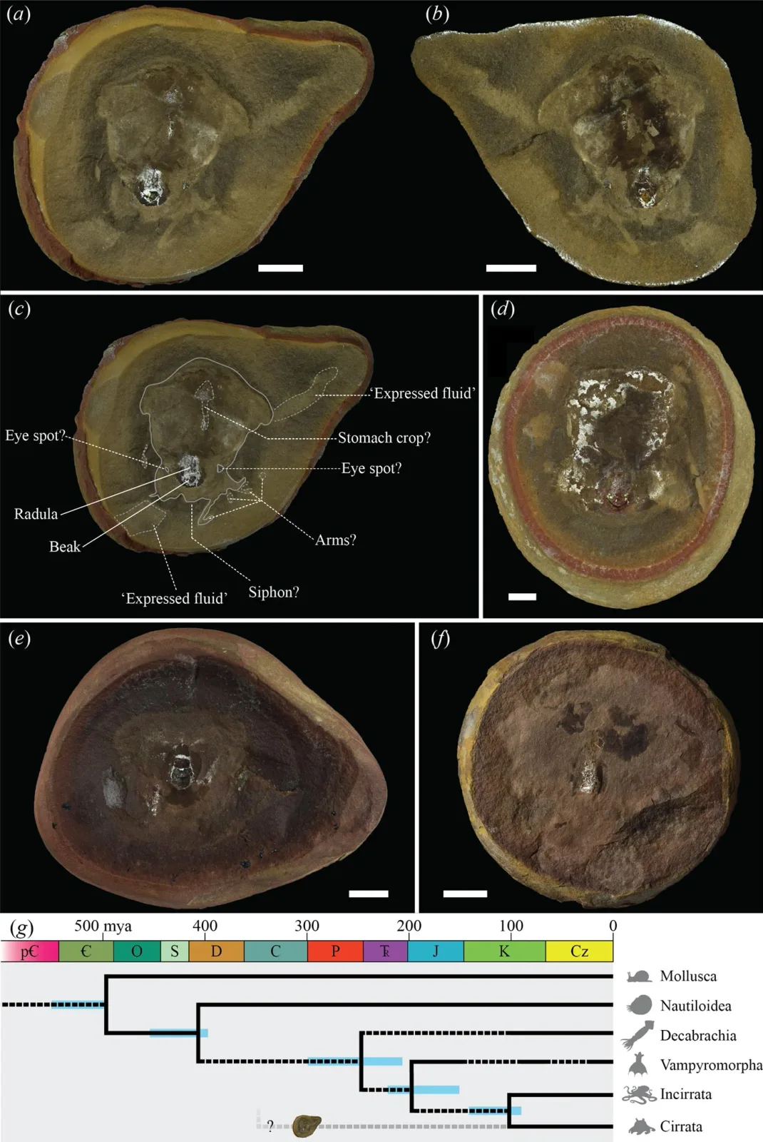 Wissenschaftler entlarven einen 300 Millionen Jahre alten Fossilien-Fehler