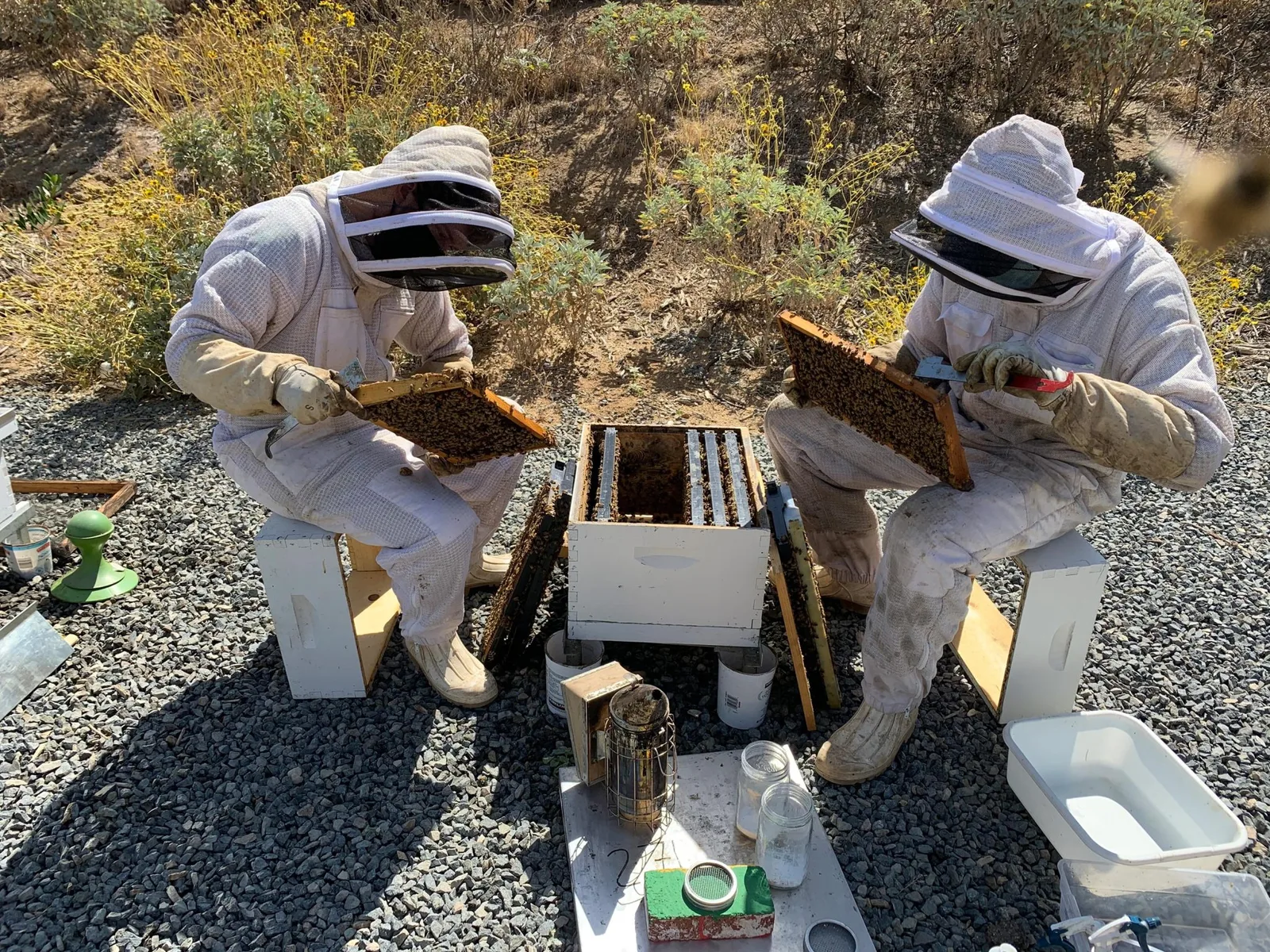 Wissenschaftler erstaunt: Hybride Kalifornien-Bienen besiegen tödliche Milben