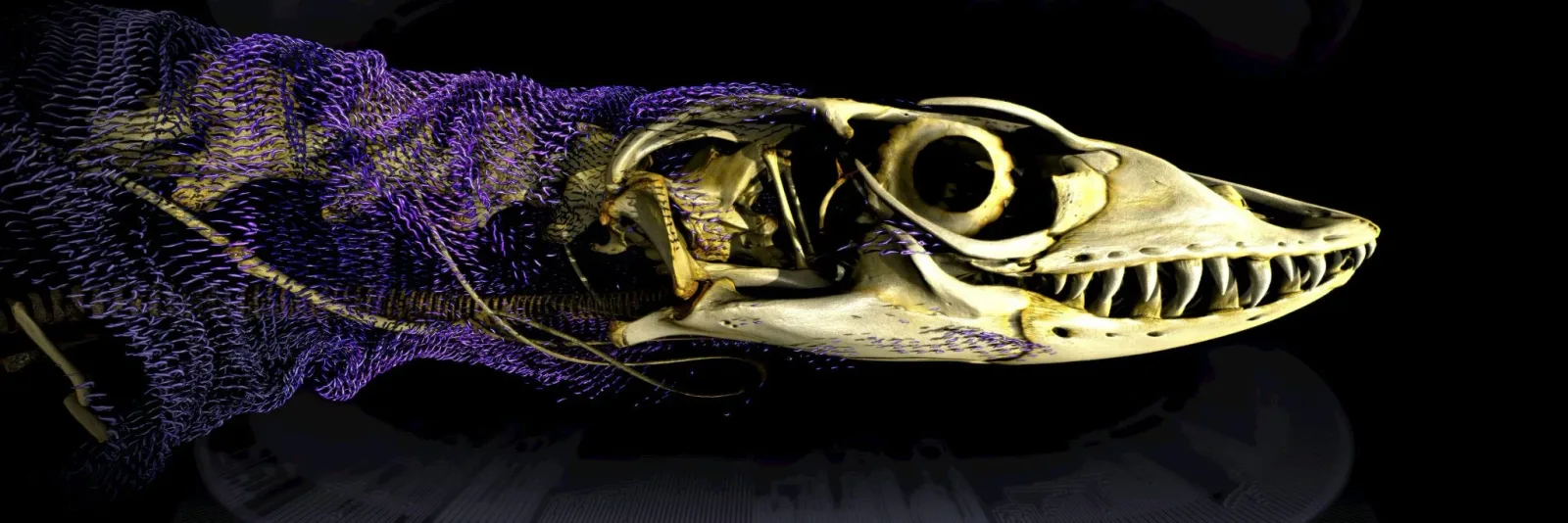 Wissenschaftler lösen 320 Millionen Jahre altes Rätsel der Reptilienpanzerung