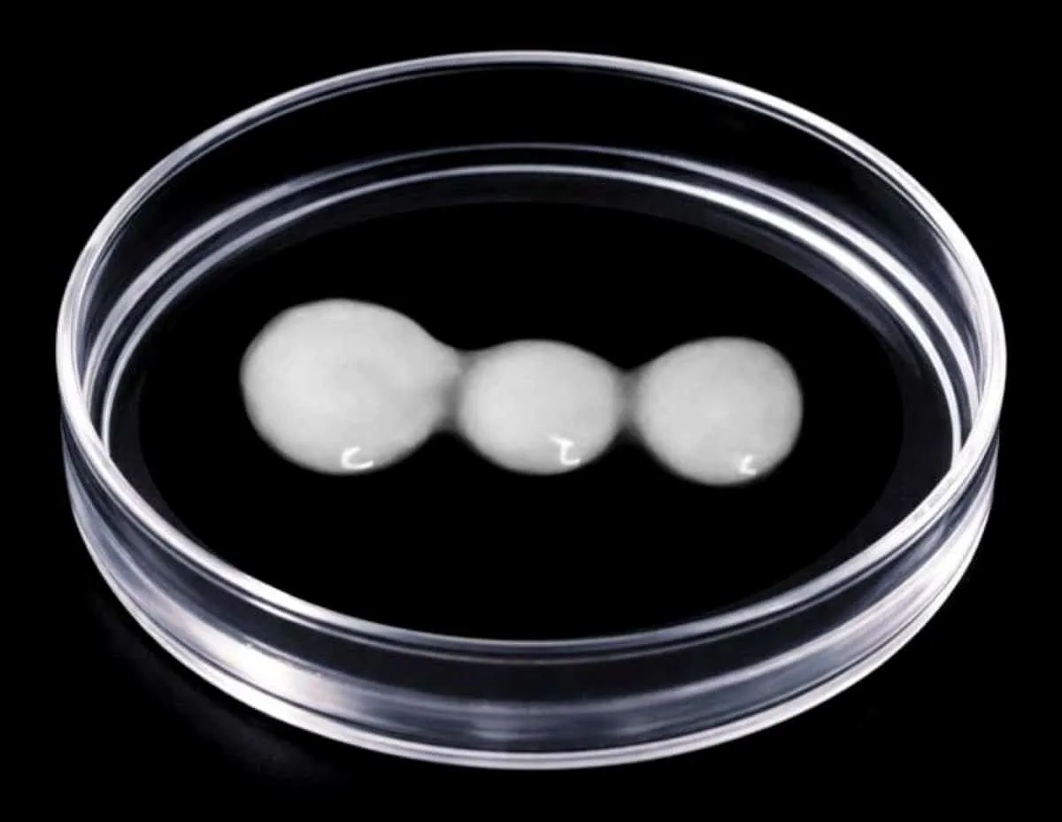 Contraceptive Drug May Reverse Spinal Paralysis