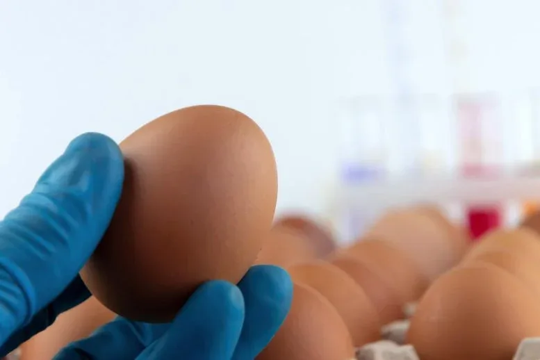 Eating One Egg a Day Could Cut Alzheimer’s Risk by 27%