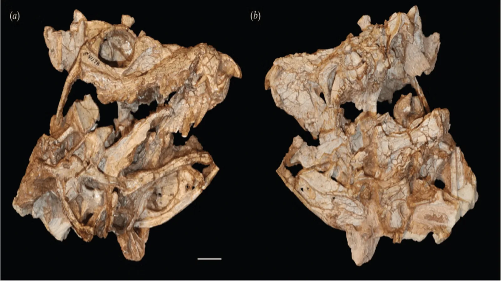 210 Millionen Jahre alte Krokodil-Verwandte entdeckt während des Aufstiegs der Dinosaurier