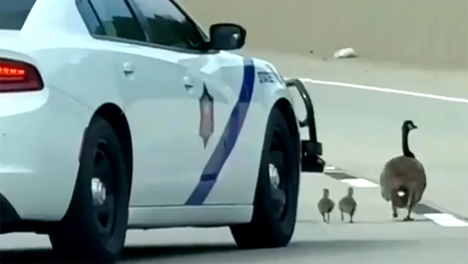 Arkansas Trooper Sent To Help A Goose Family May Have Run Over Two, Now Comes The Federal Question | Carscoops