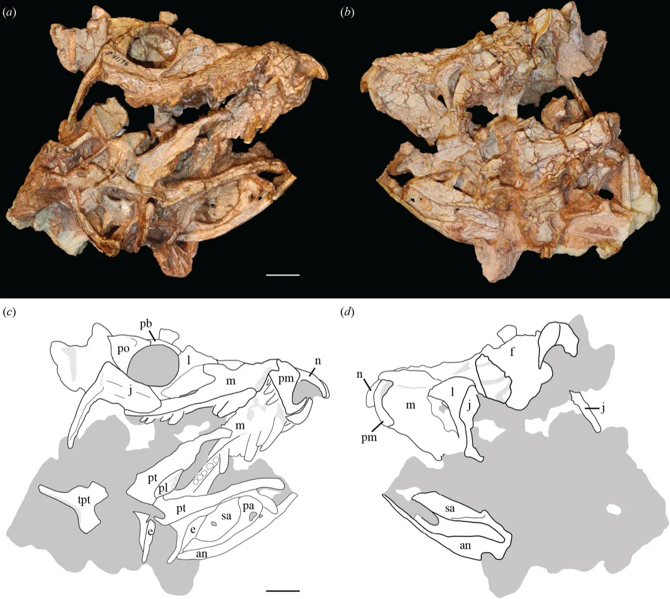 Neuer Krokodil-Varianten-Fund nach 210 Millionen Jahren