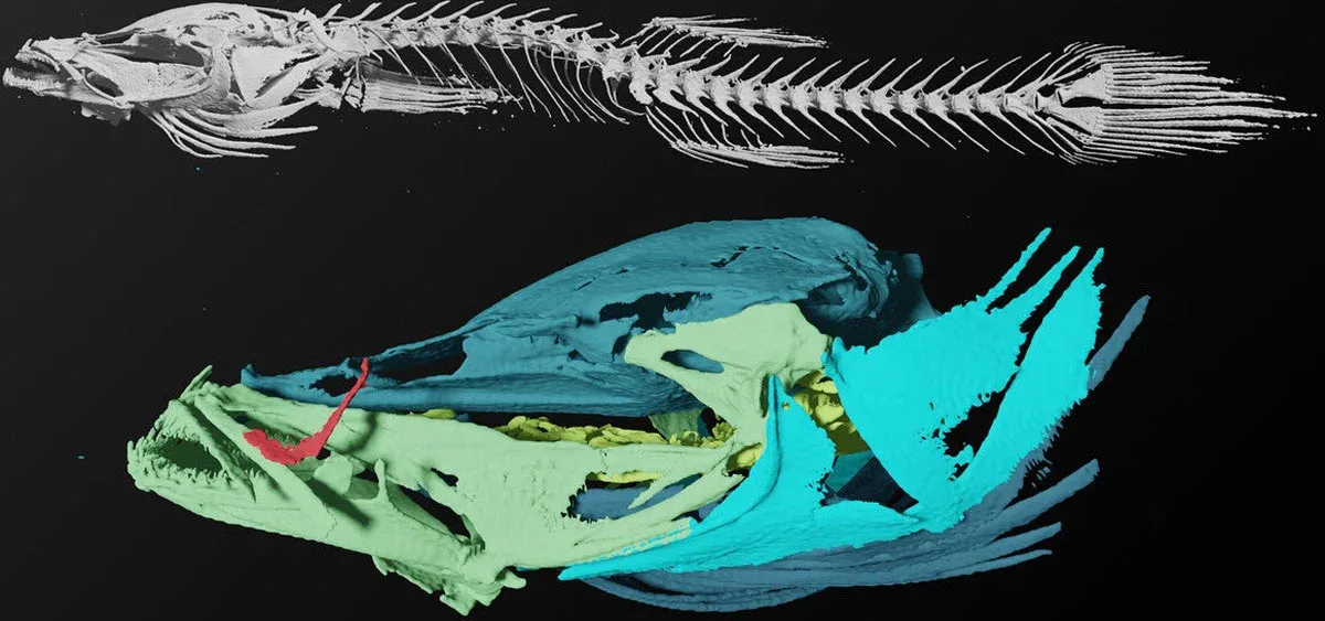 Yale-Entdeckung widerlegt lang gehegte Theorie vom evolutionären Sackgassen