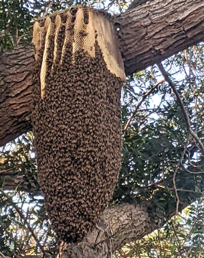 Wissenschaftler erstaunt: Hybride Kalifornien-Bienen besiegen tödliche Milben