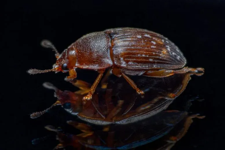 Strange “Worm Towers” Found in the Wild for the First Time May Be Hitchhiking on Beetles