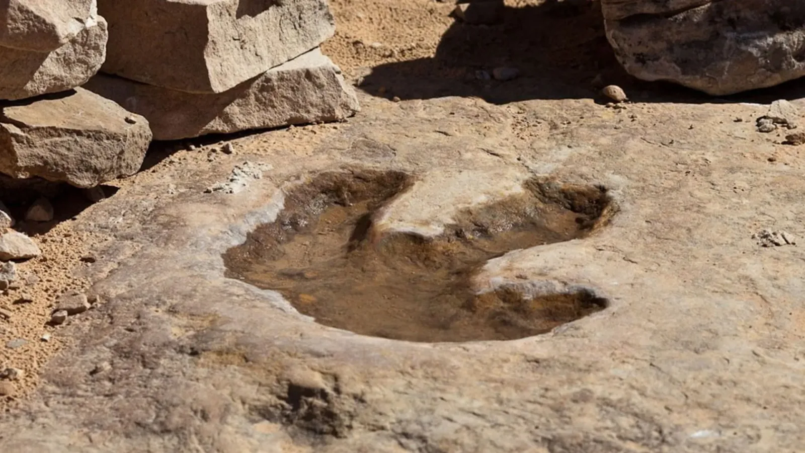 China dinosaur footprints reveal one of slowest carnivorous dinosaurs recorded