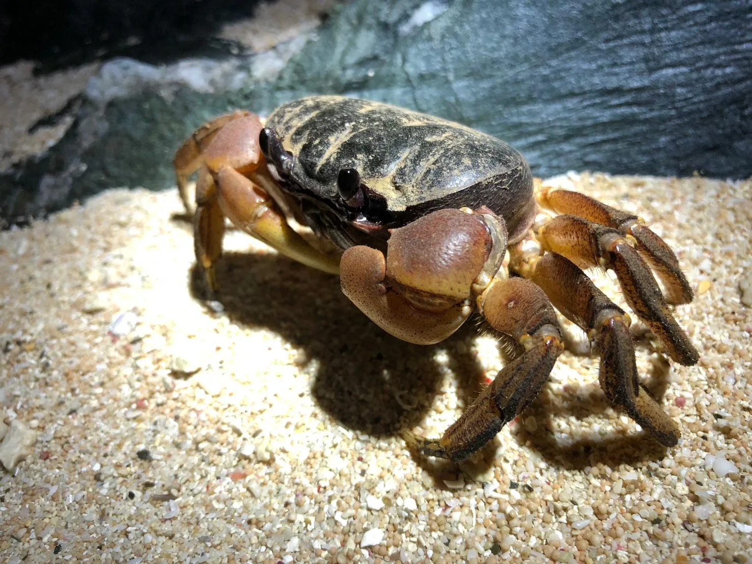 Wissenschaftler lösen Rätsel: Warum Kraken seitwärts laufen