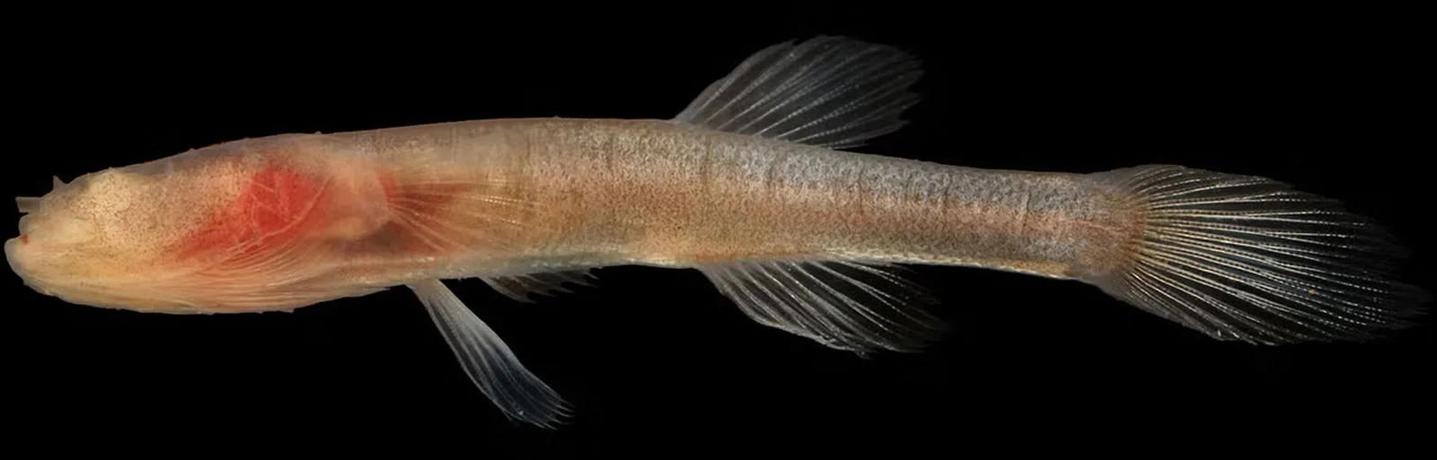 Yale-Entdeckung widerlegt lang gehegte Theorie vom evolutionären Sackgassen