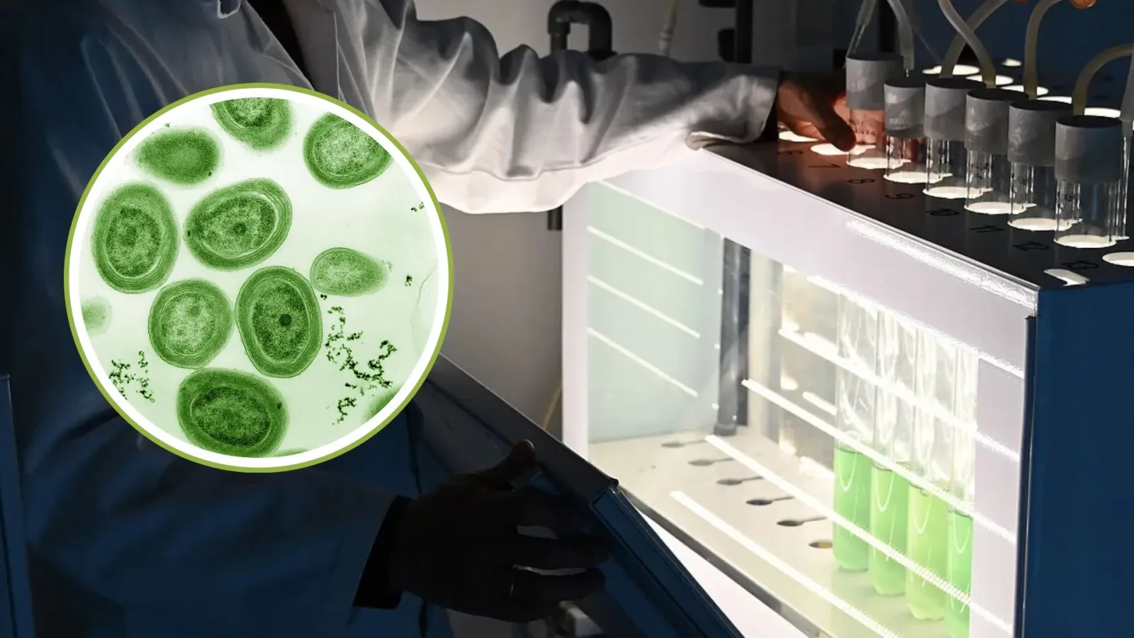 Smart oxygen shield improves blue-green algae hydrogen fuel output